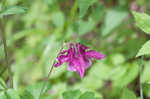 European columbine